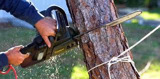 Best Tree Removal Services  in Elverta, CA